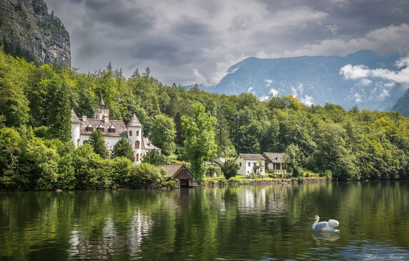 Фото обои лес, скала, озеро, замок, птица, Австрия, лебедь, Austria