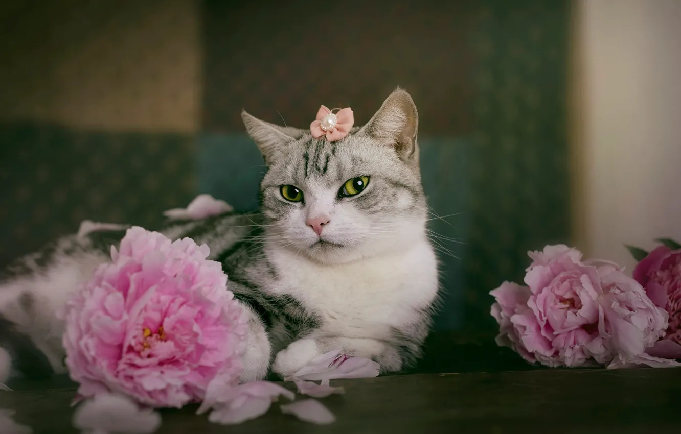 Фото обои кошка, взгляд, цветы, поза, лежит, украшение, розовые, мордашка