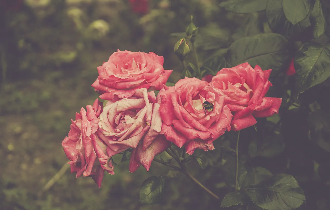 Фото обои цветы, розы, матовые, букт