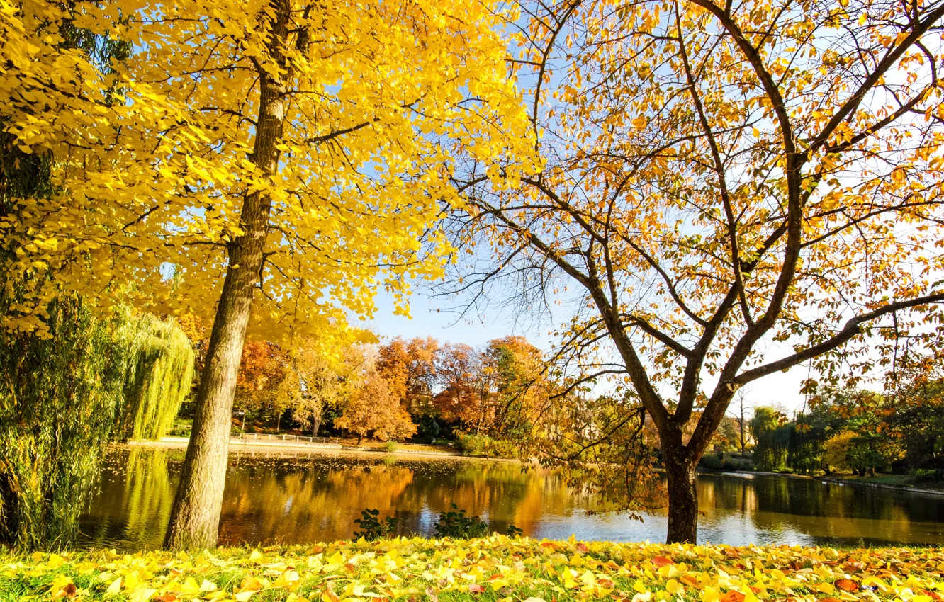 Фото обои осень, природа, река, желтые листья, autumn