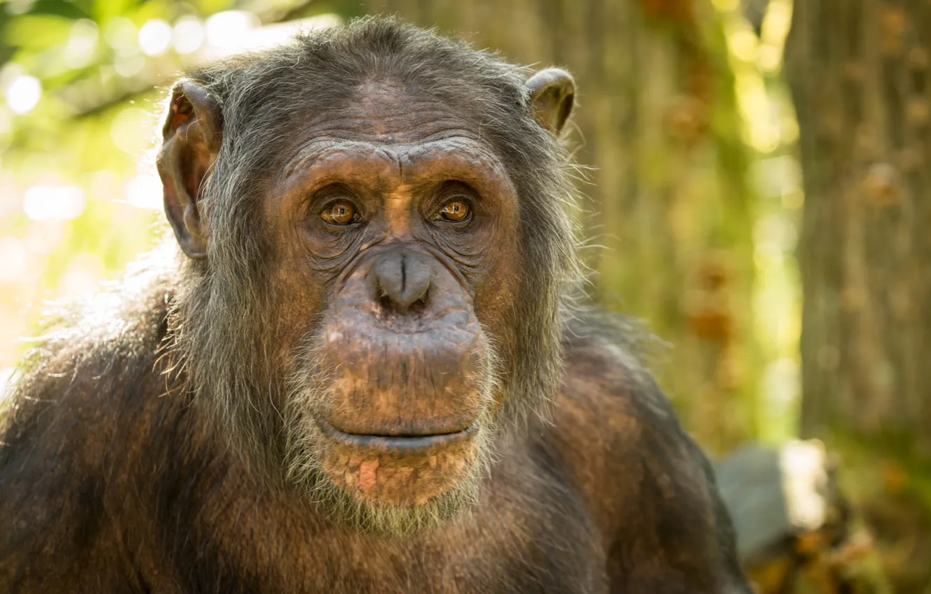 Фото обои природа, обезьяна, Шимпанзе