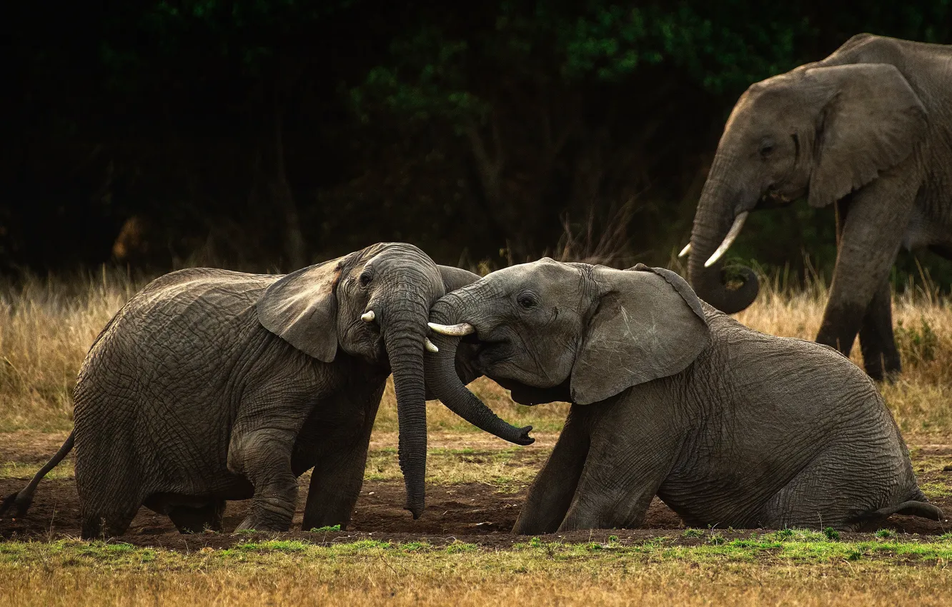 Фото обои природа, поза, темный фон, игра, слон, пара, слоны, парочка