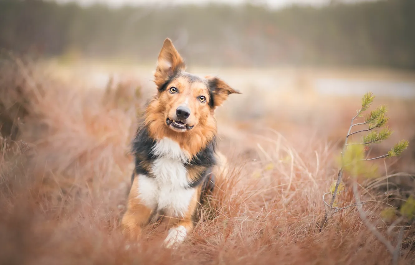 Фото обои взгляд, друг, собака