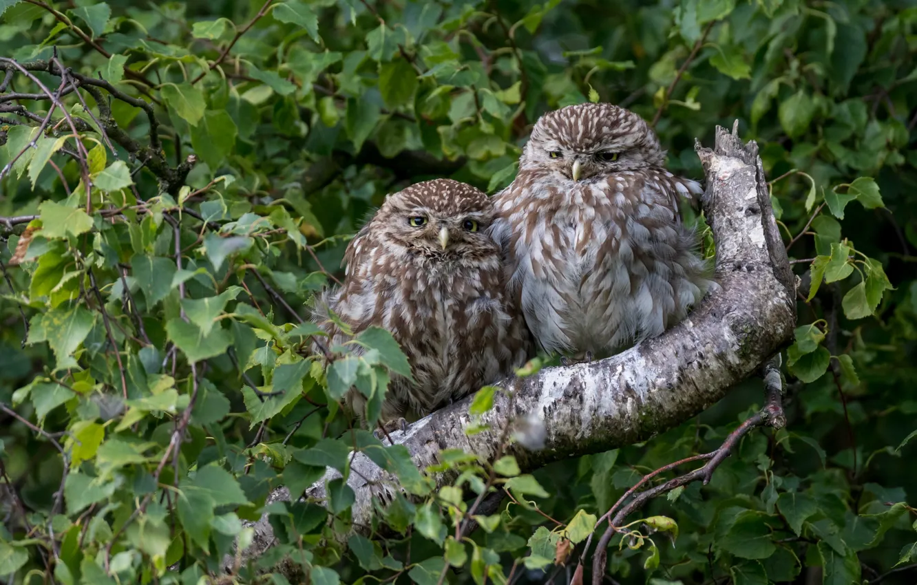 Фото обои природа, сова, птица