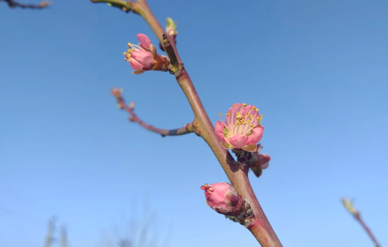Фото обои небо, макро, персик, цветёт, апрель, весна 2018, meduzanol ©