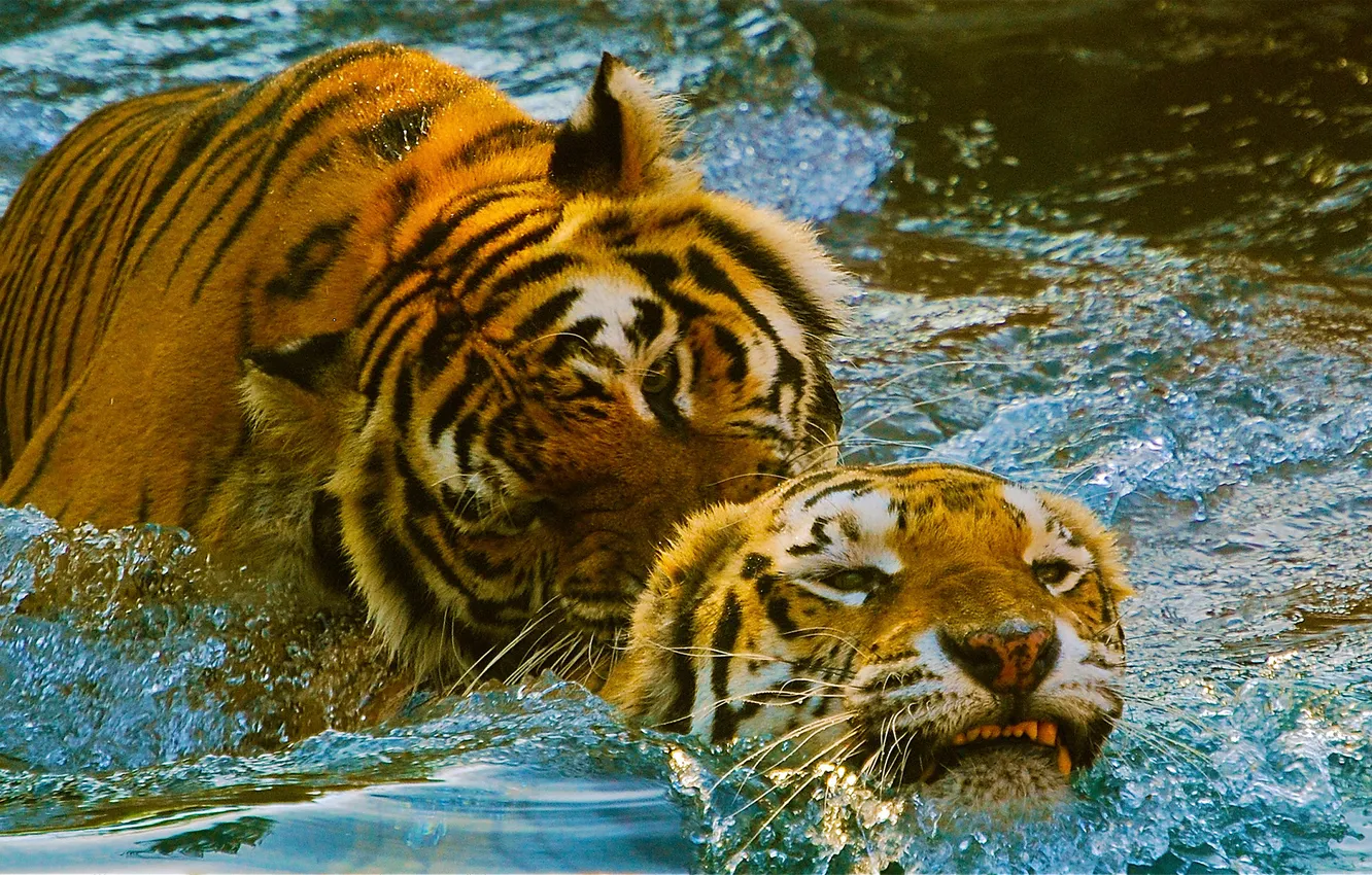Фото обои тигр, игра, бассейн, пара, зоопарк