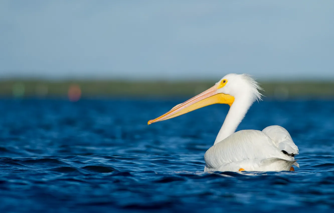 Фото обои sea, water, wildlife, pelican
