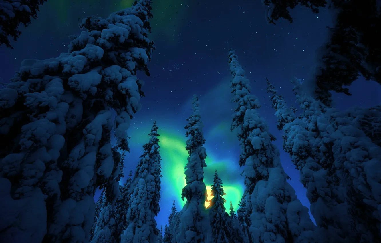 Фото обои зима, снег, деревья, ночь, природа, северное сияние, ели