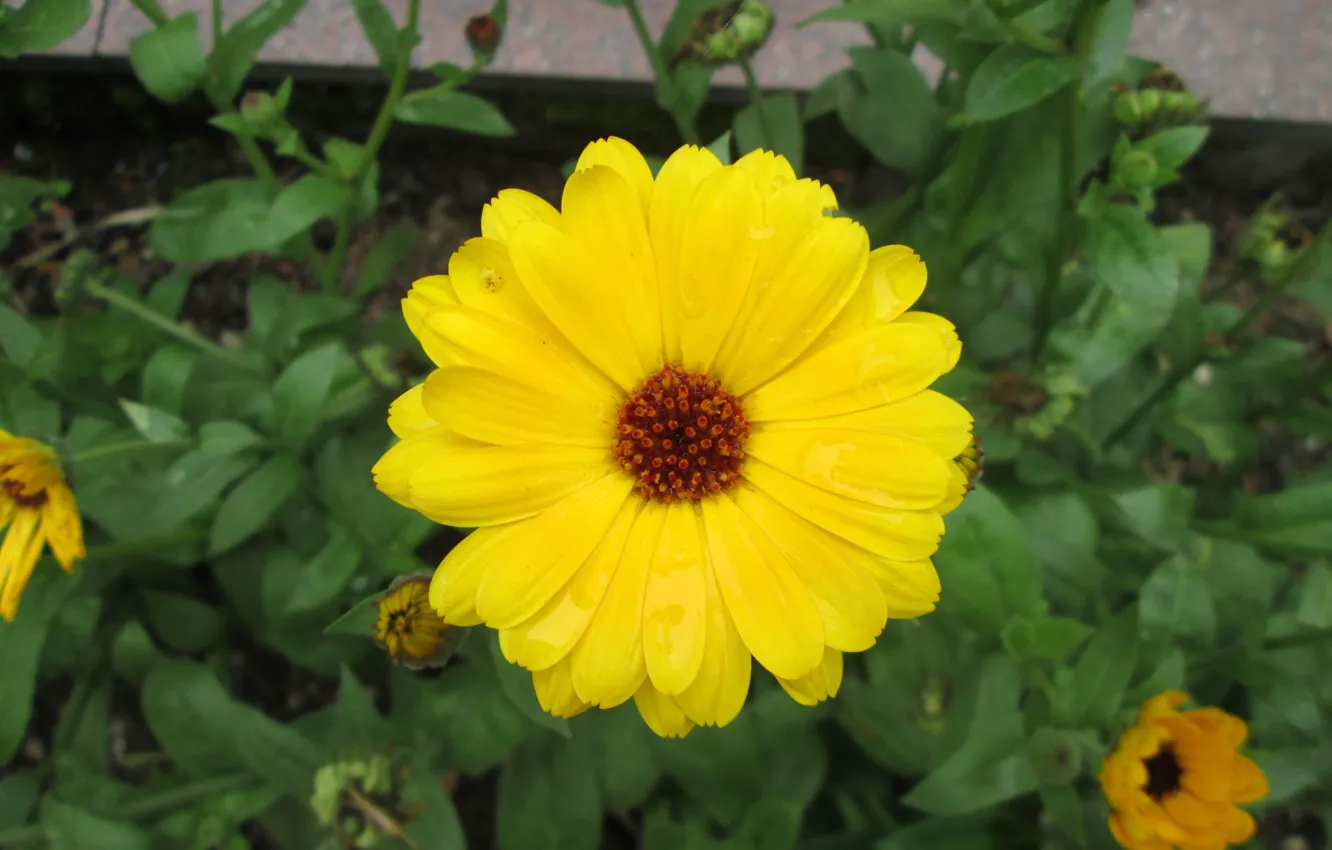 Фото обои flower, yellow, sun, new, cute, sunflower