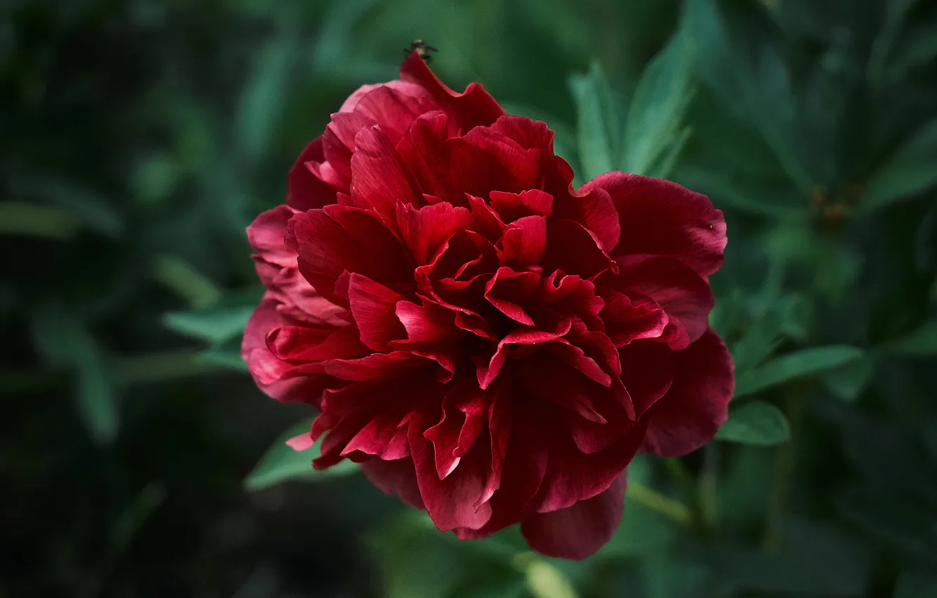 Фото обои цветы, красный, пионы