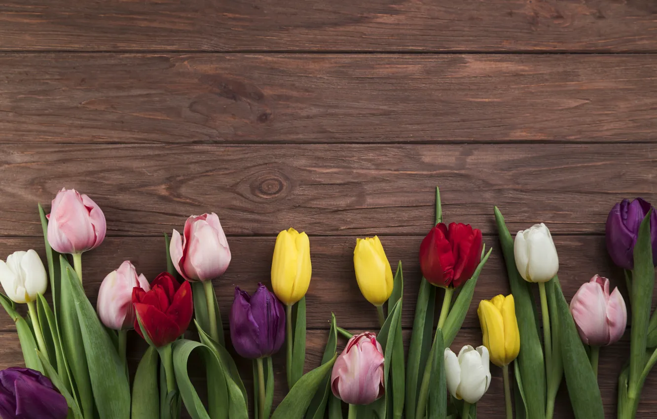 Фото обои цветы, colorful, тюльпаны, wood, flowers, beautiful, tulips, spring