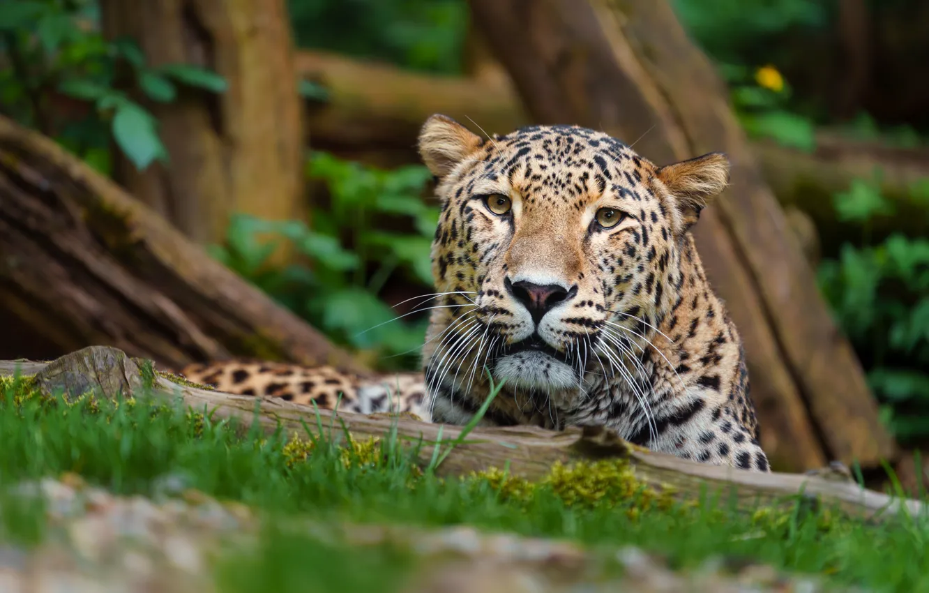 Фото обои взгляд, морда, природа, поза, леопард