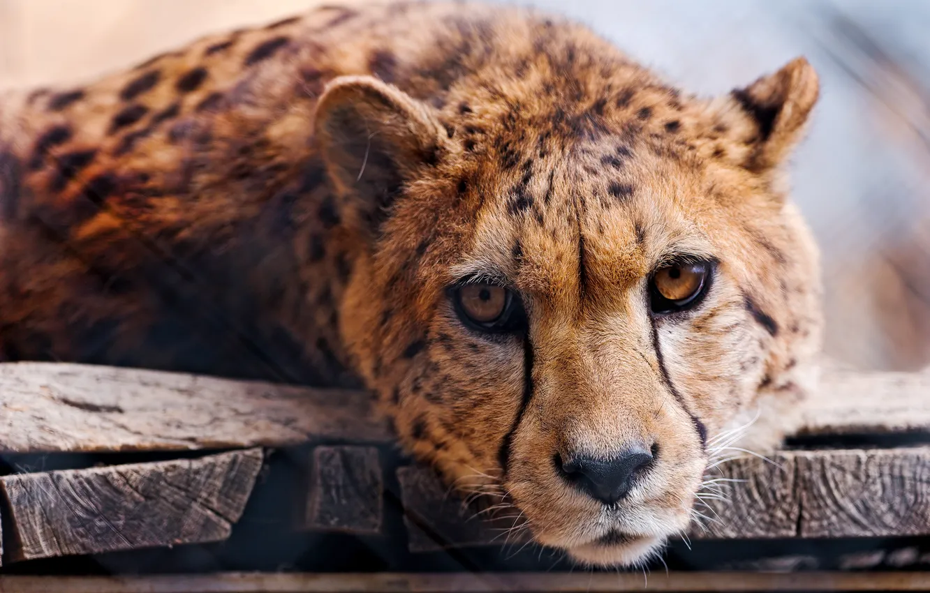 Фото обои взгляд, хищник, гепард, cheetah