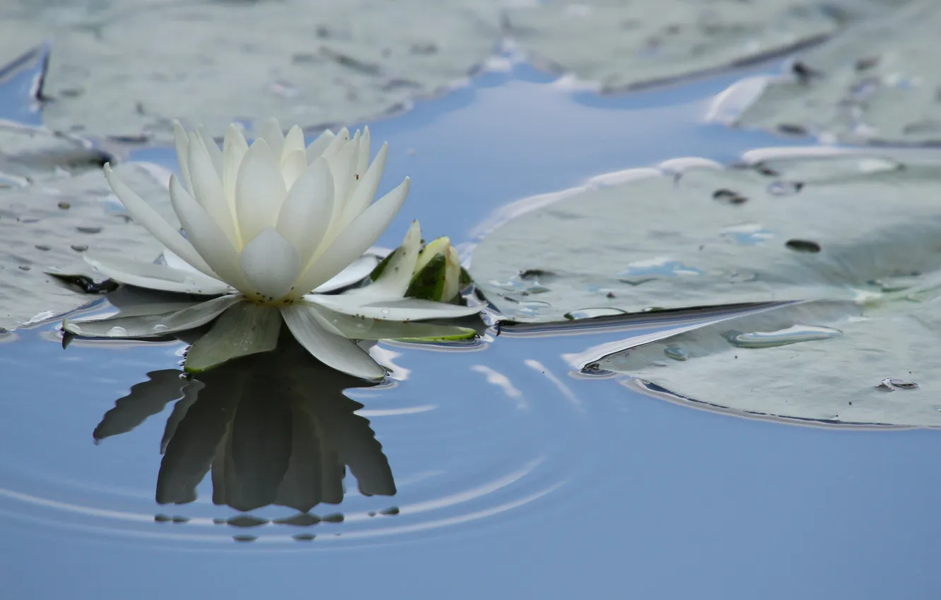Фото обои листья, вода, природа, отражение, кувшинка, водяная лилия