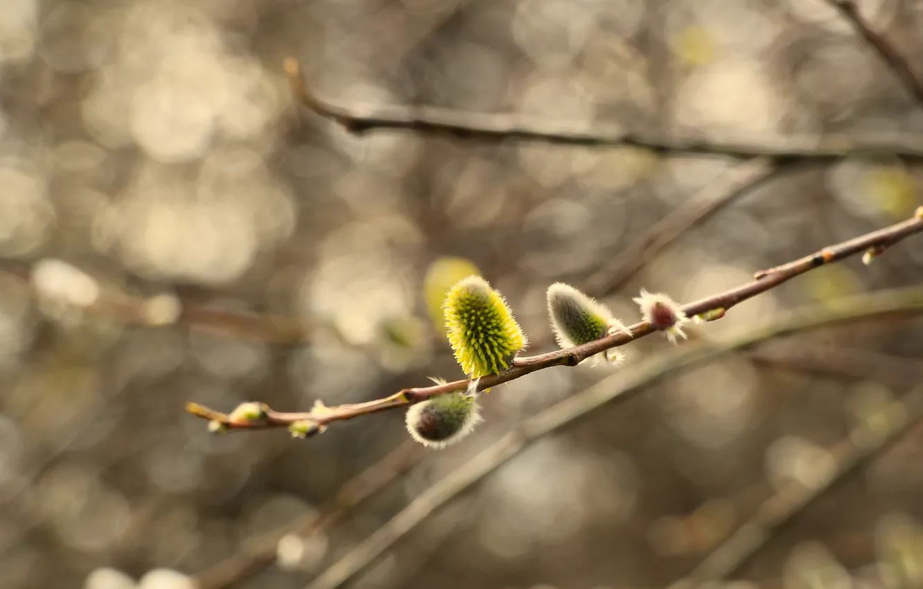 Фото обои tree, base, spring, twig