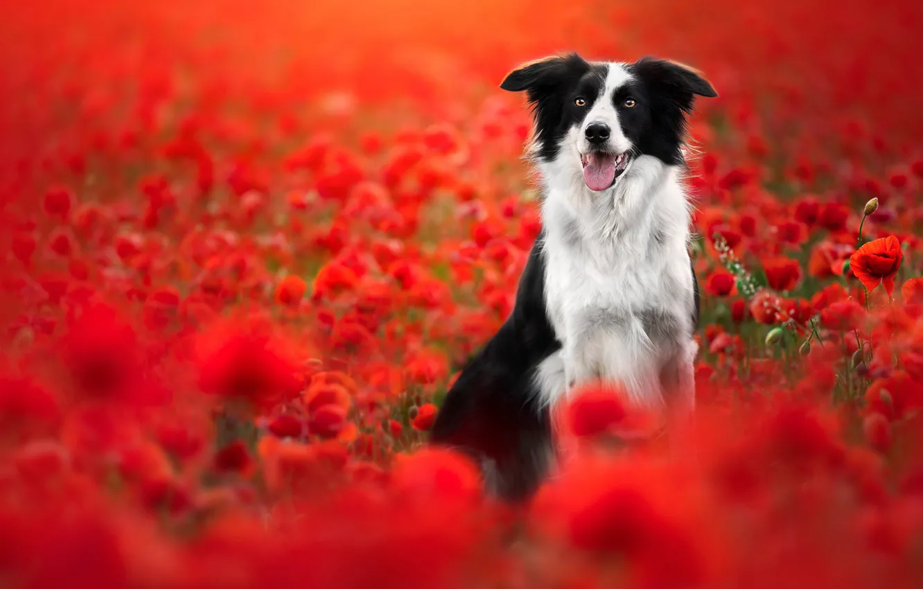 Фото обои цветы, маки, собака, Бордер-колли