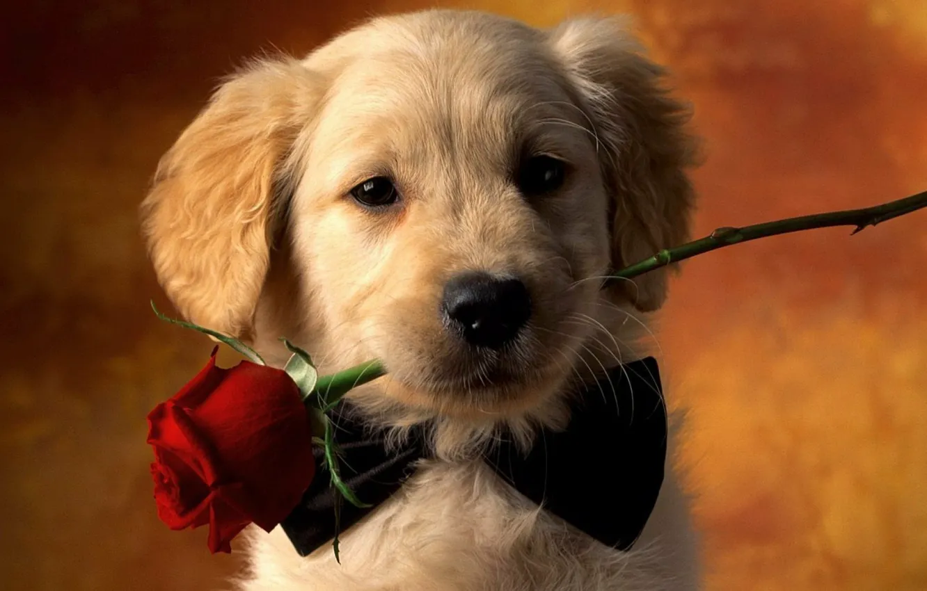 Фото обои rose, puppy, dog