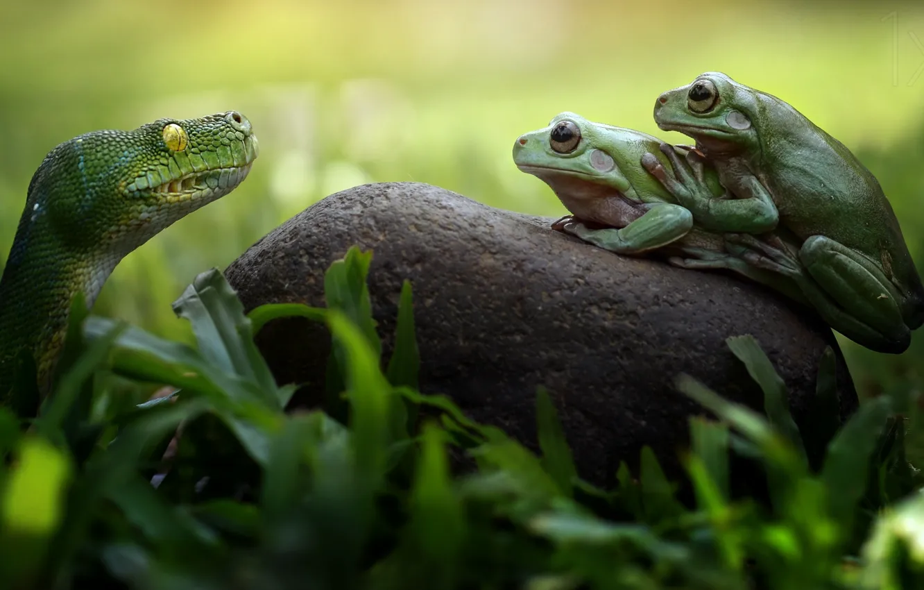 Фото обои змея, лягушки, snake, frogs, Fahmi Bhs