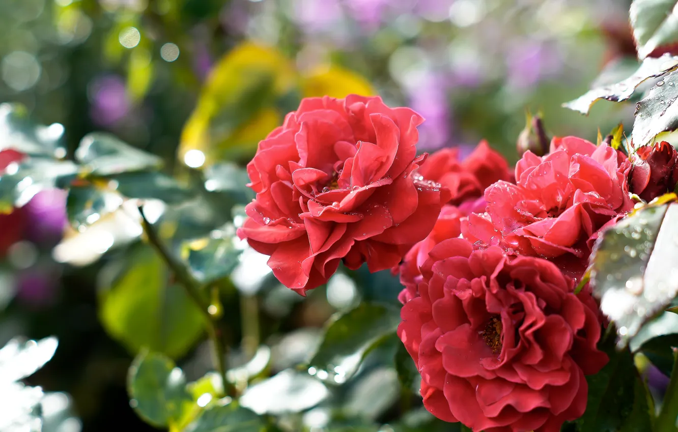 Фото обои розы, red, rose, flowers, боке, bokeh, dew