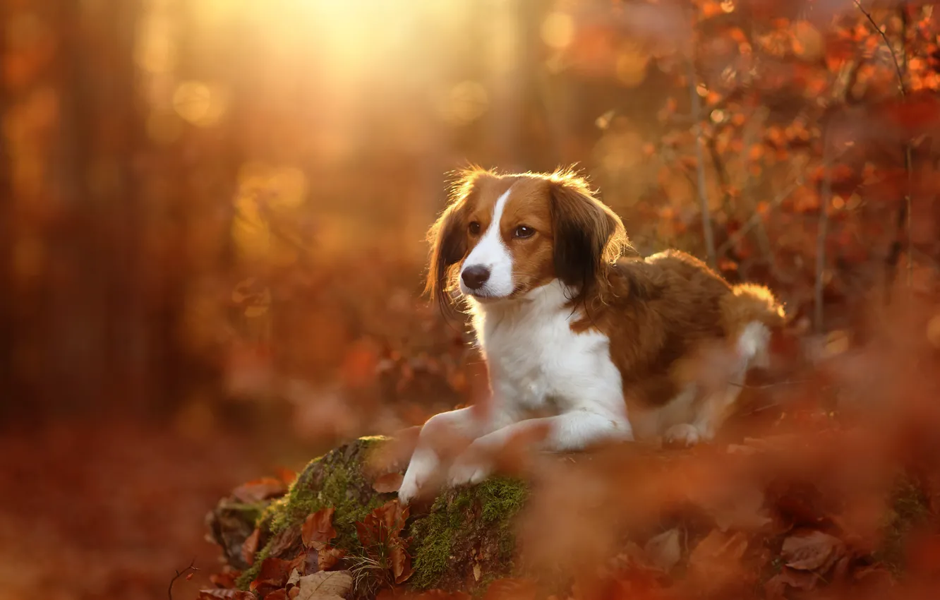 Фото обои осень, листья, собака, Коикерхондье