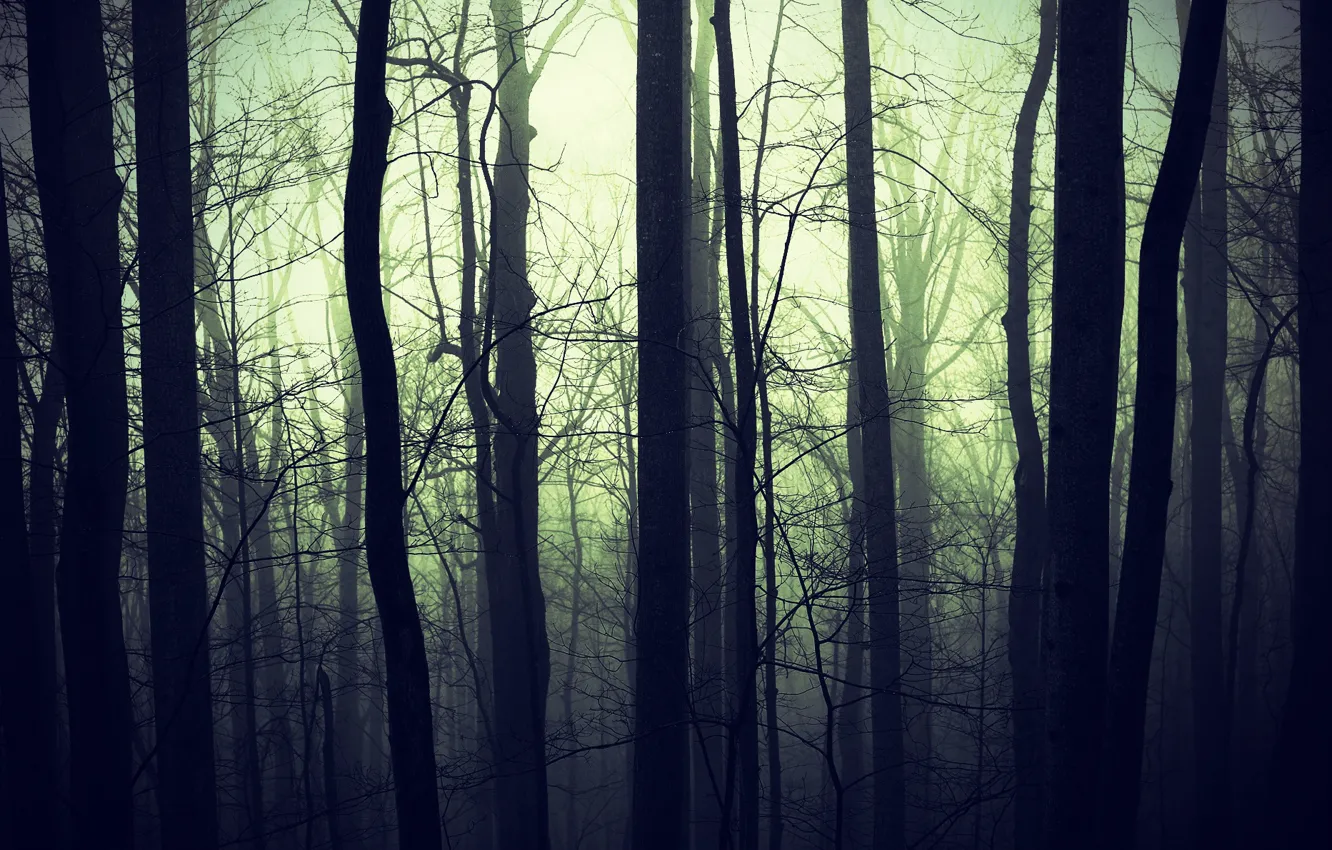 Фото обои лес, природа, туман, темнота