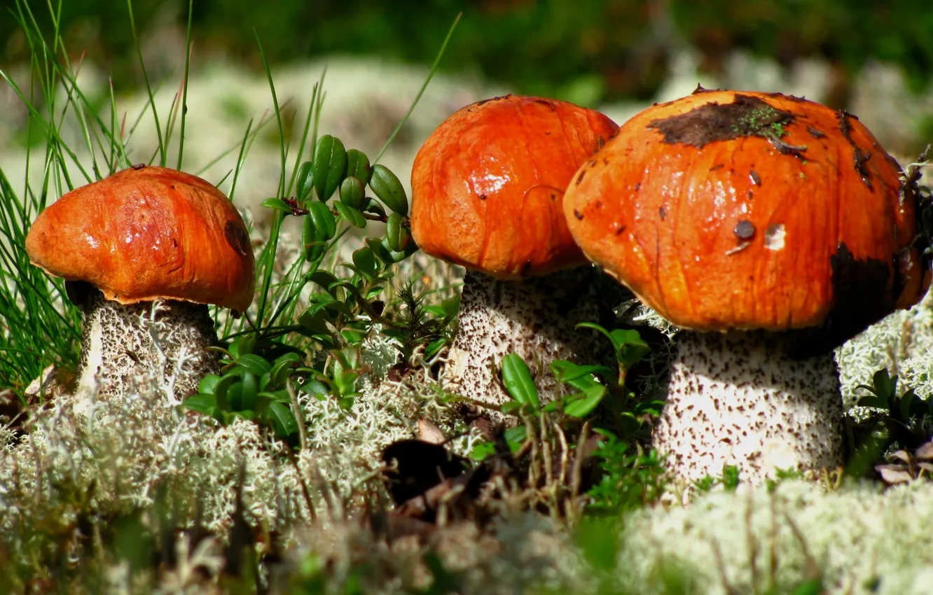 Фото обои макро, грибы, подосиновики