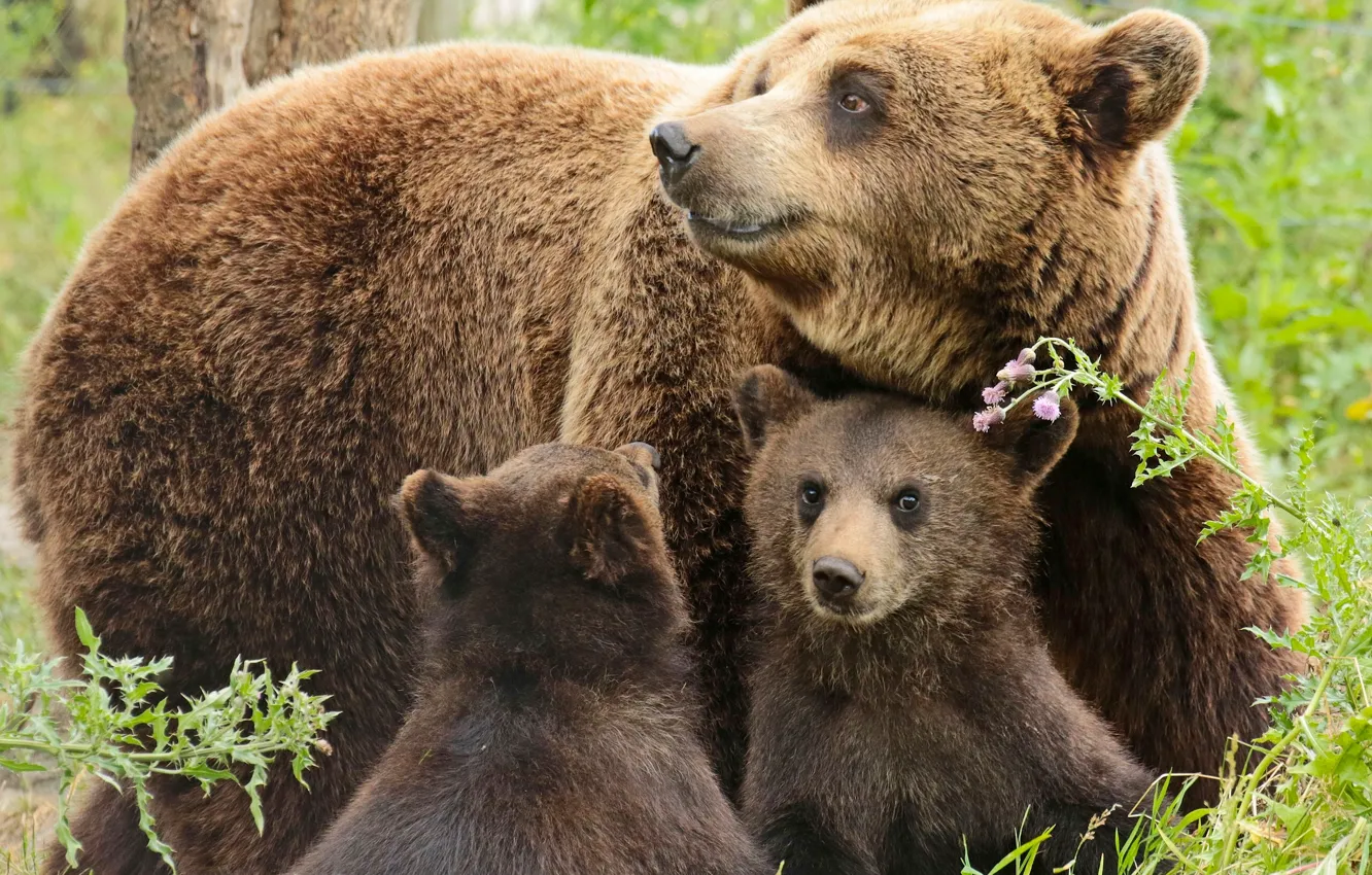 Фото обои медведи, медвежата, медведица, детёныши