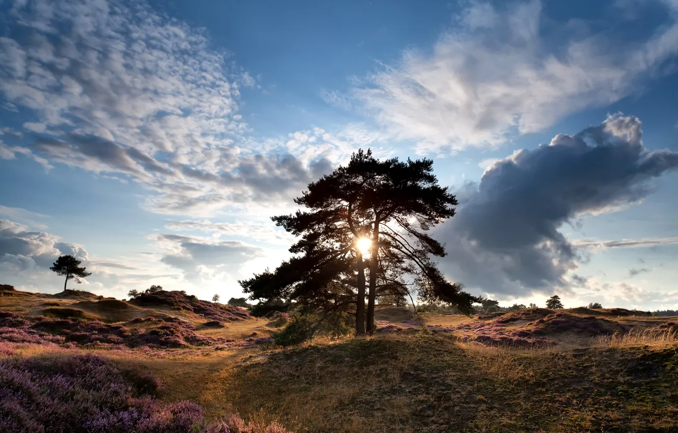 Фото обои небо, трава, солнце, облака, деревья, холмы, поля, Нидерланды