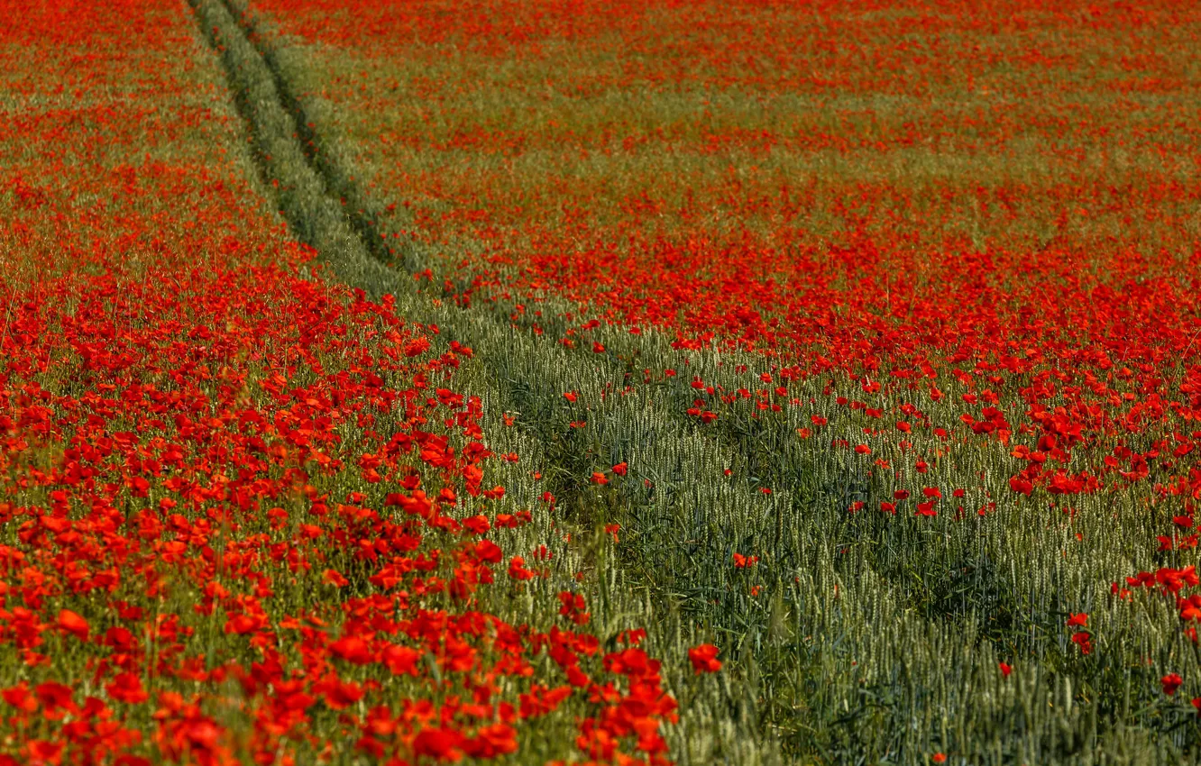 Фото обои поле, цветы, Англия, маки, Кент, колея, England, Kent
