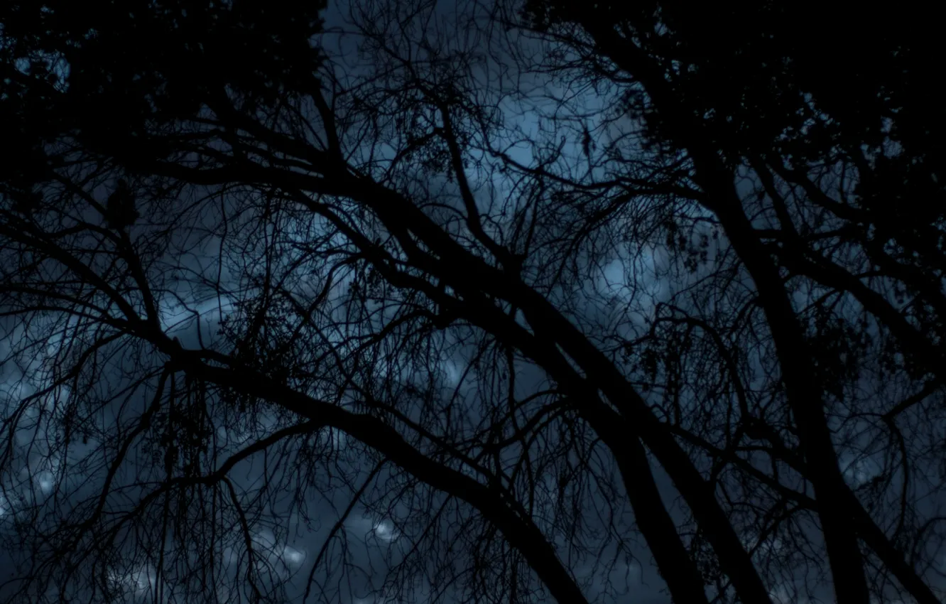 Фото обои небо, деревья, ночь, ветки, природа