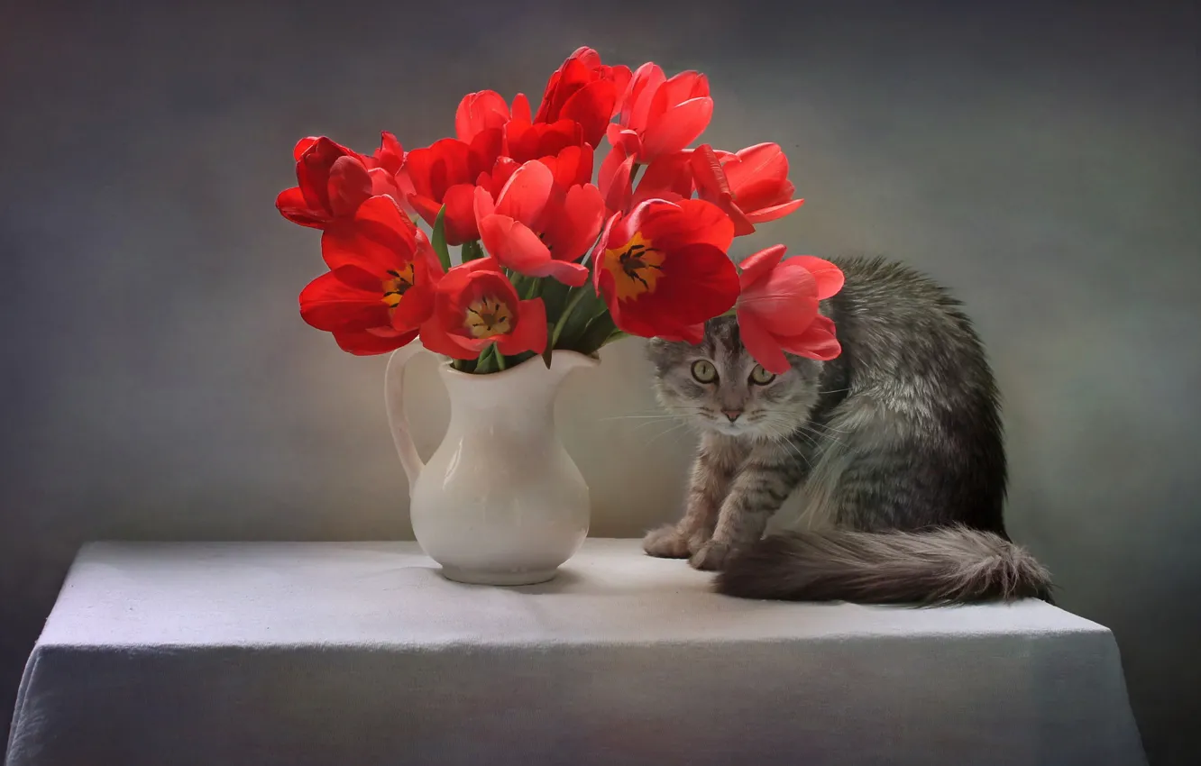 Фото обои кошка, кот, цветы, поза, стол, животное, тюльпаны, кувшин