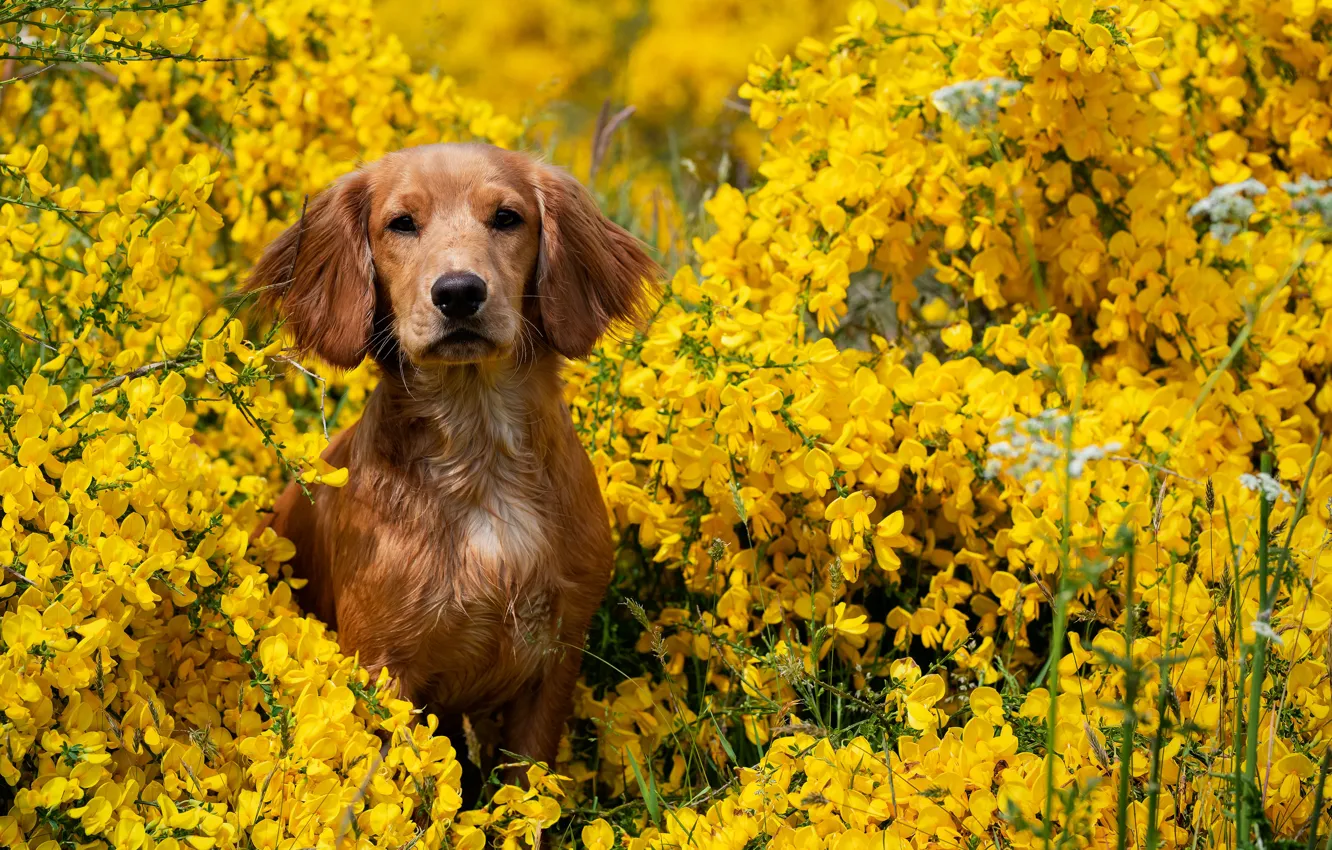 Фото обои цветы, желтые, щенок, спаниель