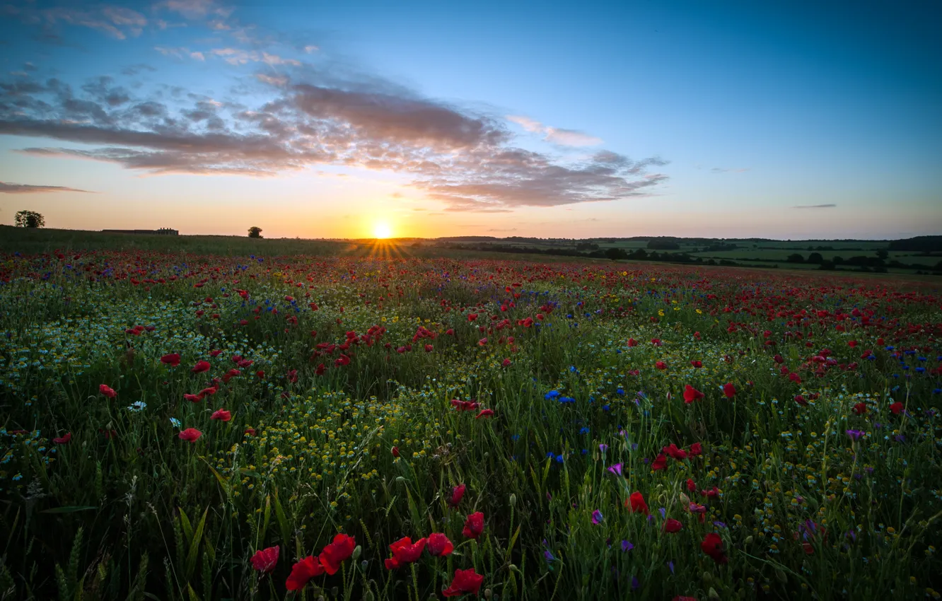 Фото обои поле, небо, солнце, облака, цветы, Англия, маки, ромашки