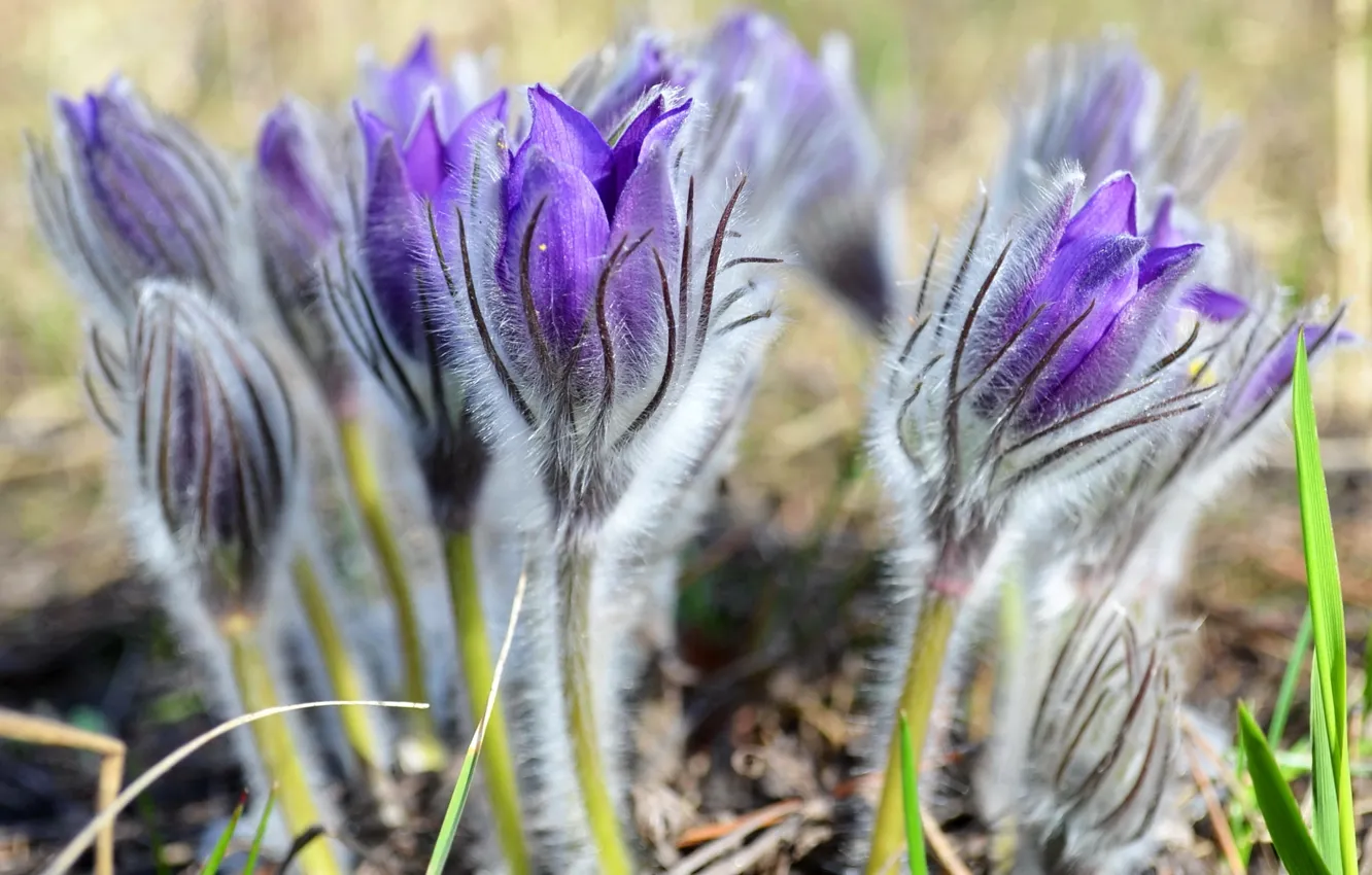 Фото обои нежность, весна, анемоны, сон-трава, прострел