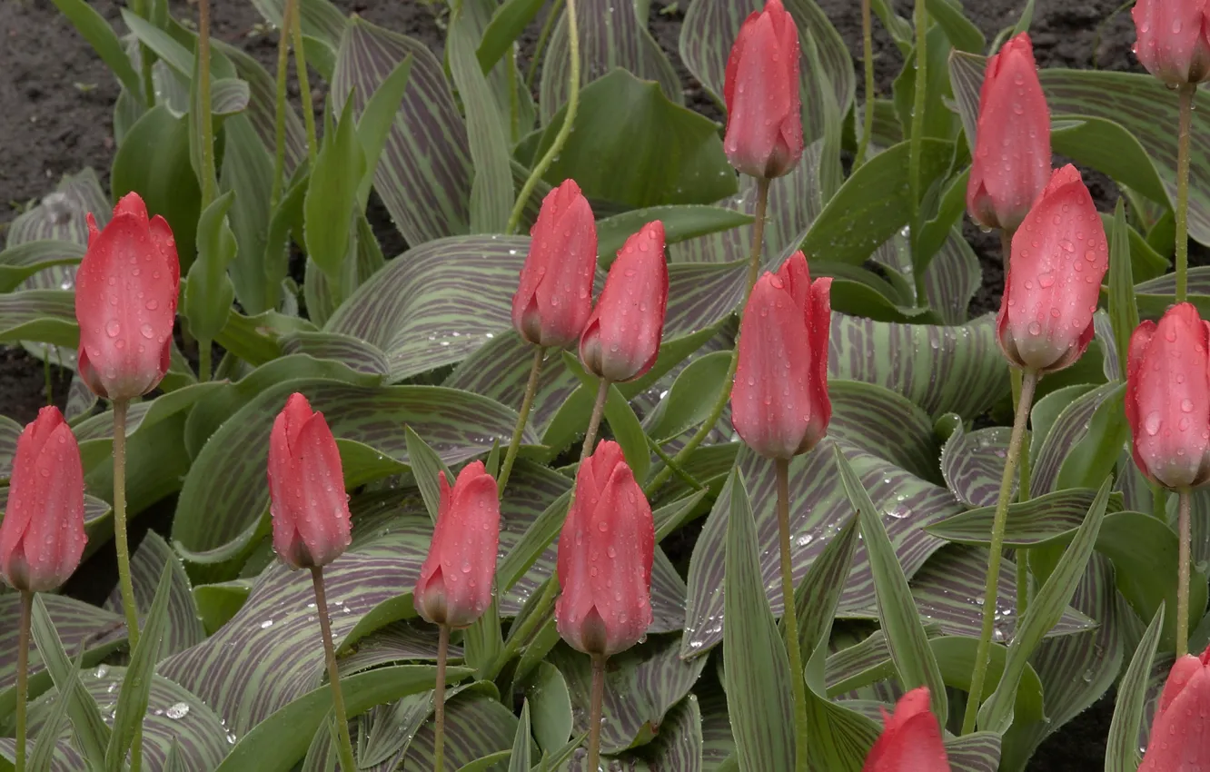 Фото обои весна, после дождя, тюльпаны
