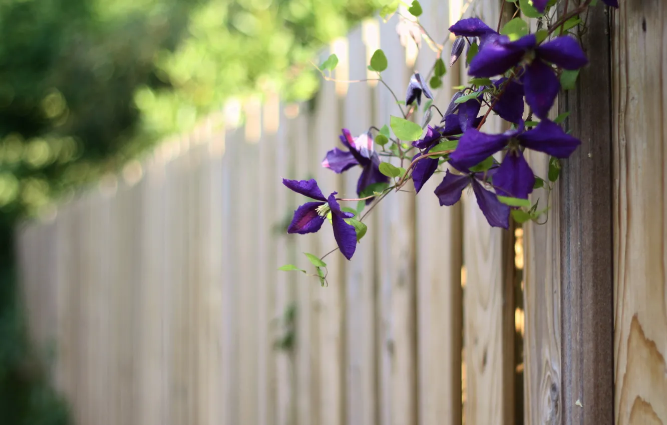 Фото обои лето, цветы, забор