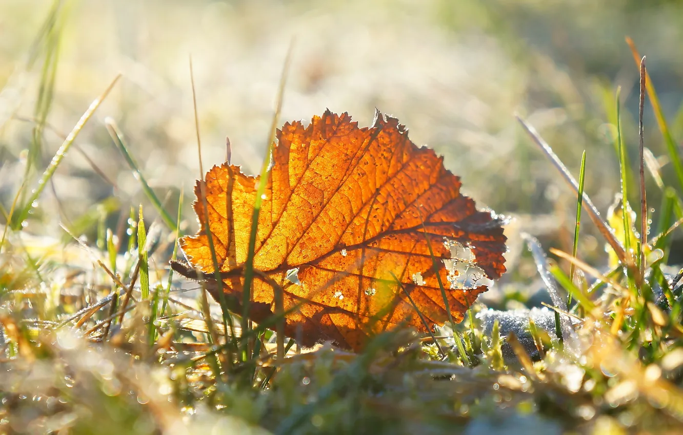 Фото обои autumn, leaf, braun