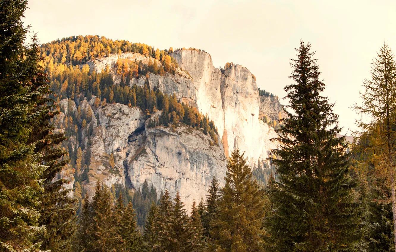 Фото обои осень, лес, деревья, горы, скалы