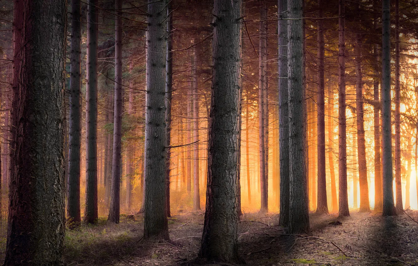 Фото обои свет, деревья, ветки, туман, стволы, сосны, сосновый бор, солнце в лесу