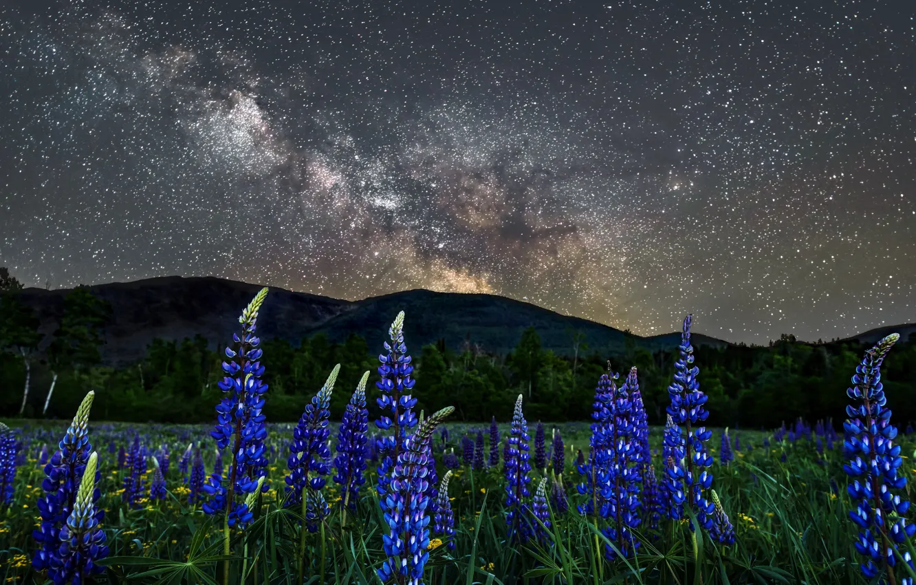 Фото обои пейзаж, цветы, горы, ночь, природа, звёзды, луг, США