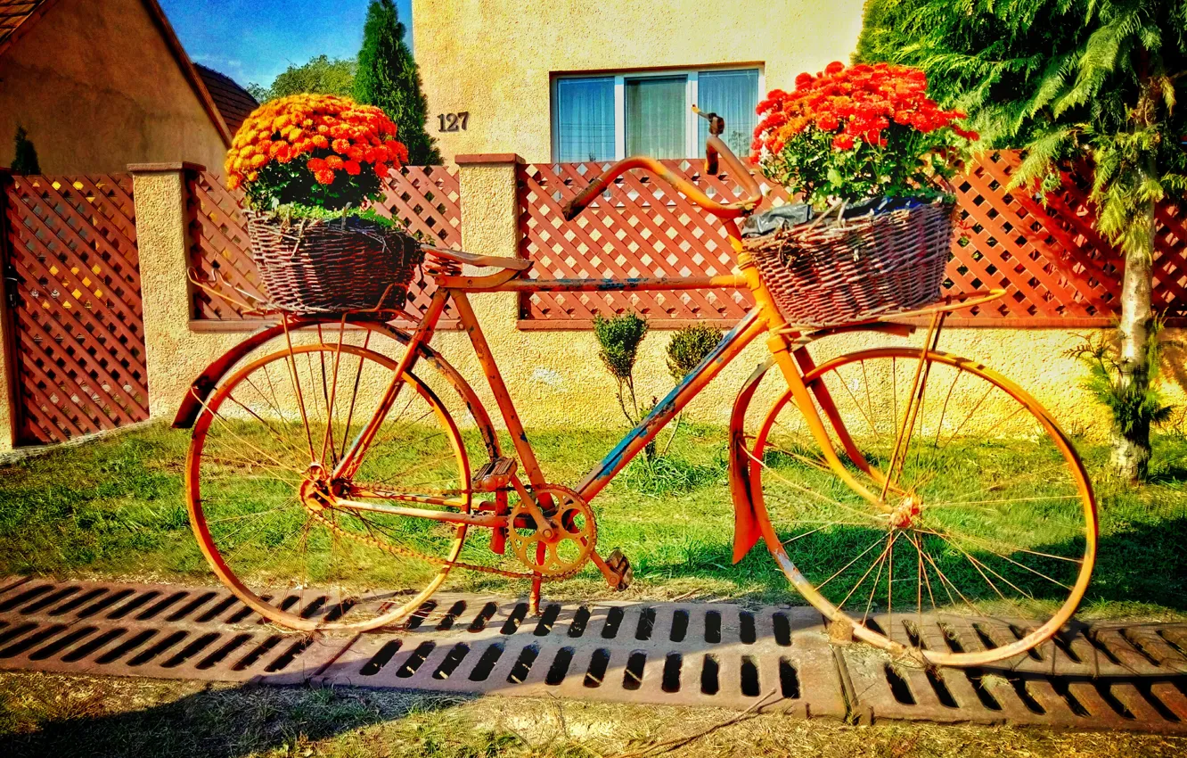 Фото обои лето, цветы, велосипед