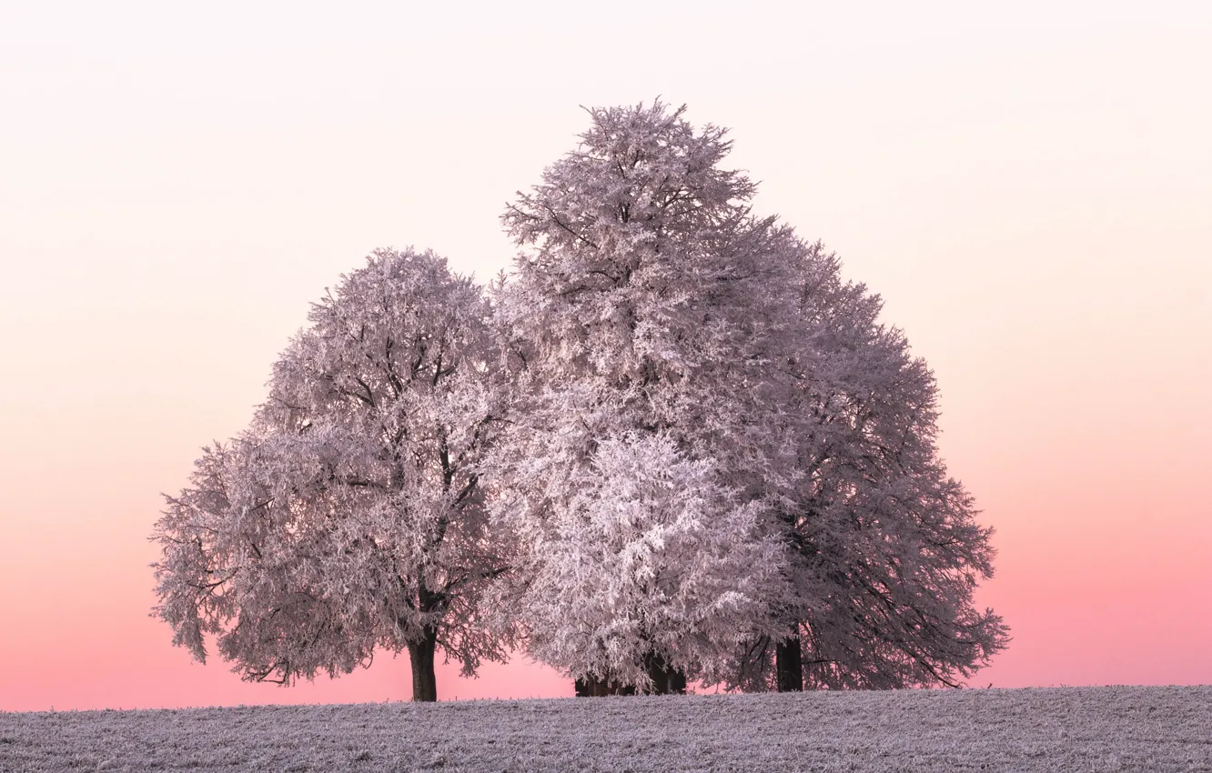 Фото обои зима, иней, дерево