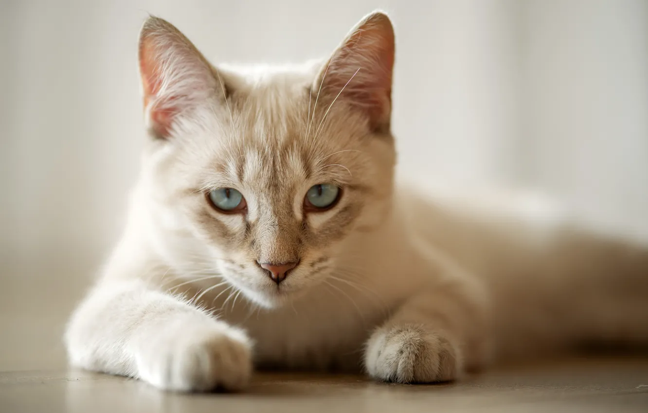 Фото обои кошка, взгляд, лапки, мордочка, голубые глаза, котейка