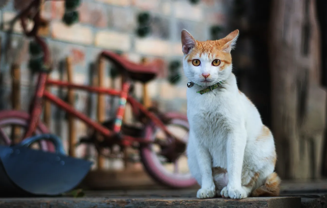 Фото обои кошка, кот, взгляд, велосипед, поза, фон, стена, доски