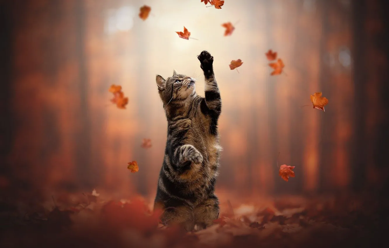 Фото обои осень, кошка, кот, листья, лапки, стойка, котейка