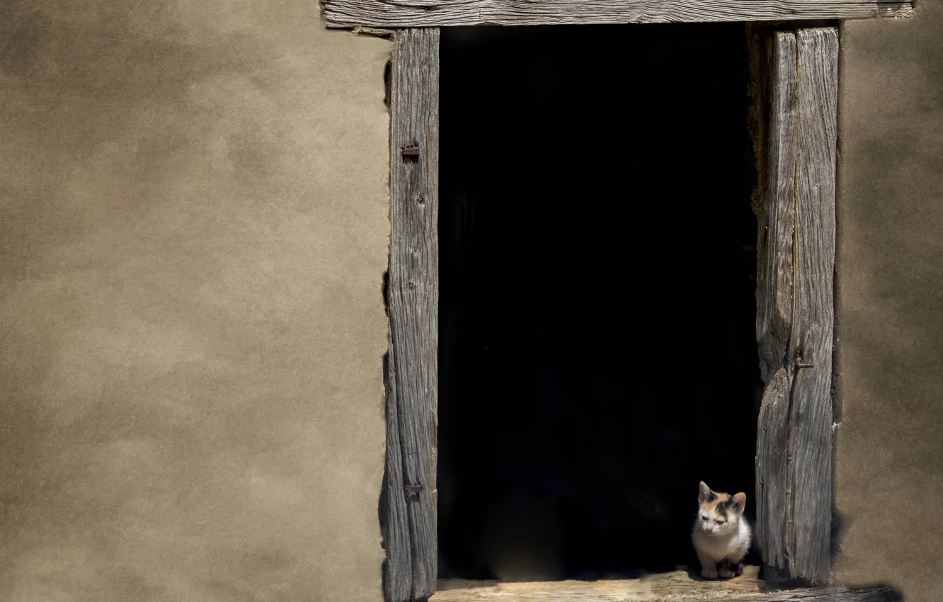 Фото обои котенок, стена, окно, wall, kitten, window, Marketa Zvelebil
