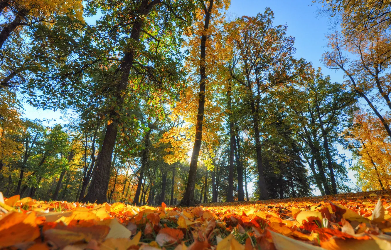 Фото обои осень, лес, листья, деревья, парк
