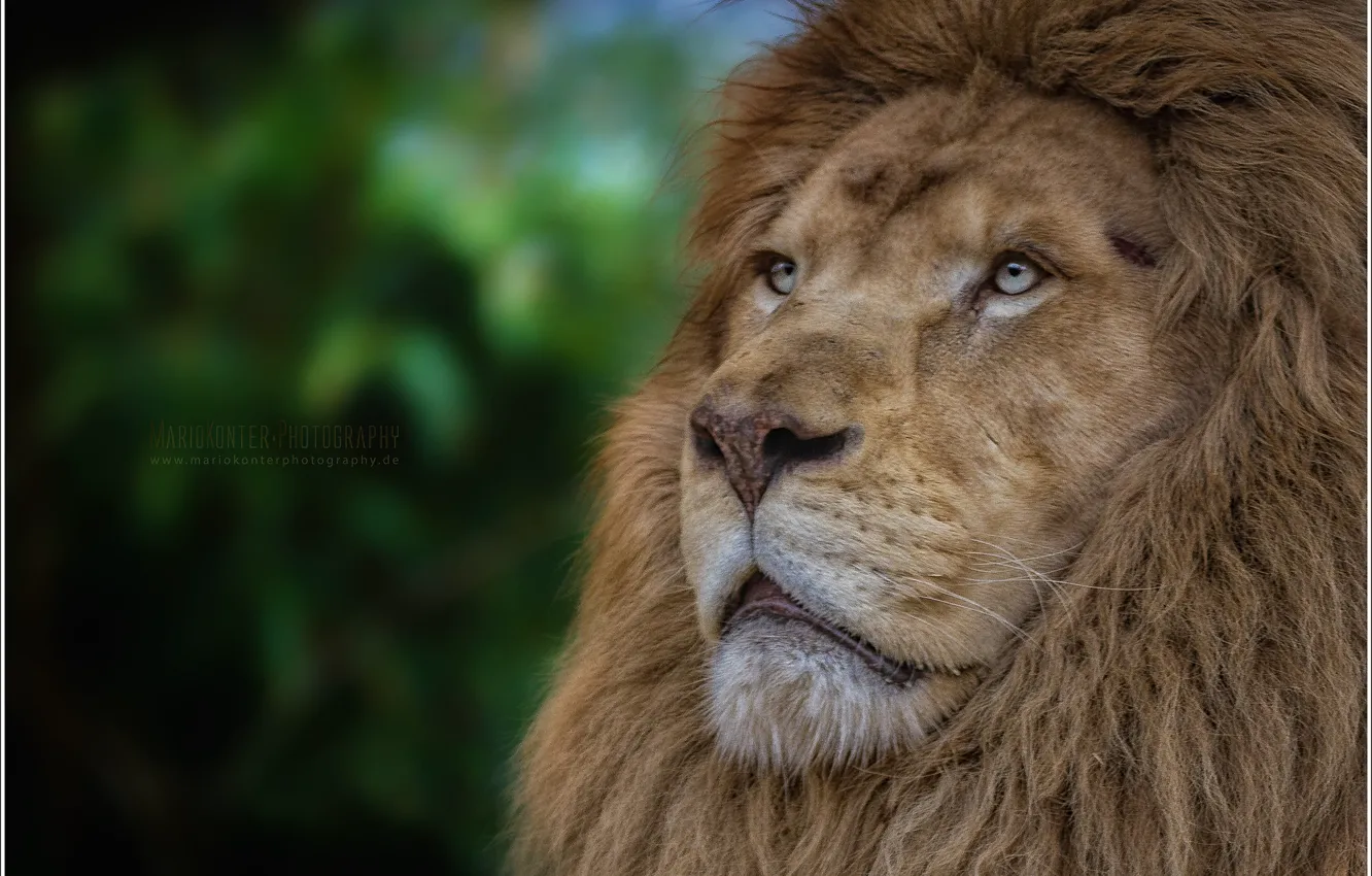 Фото обои animals, lion, zoo, wildlife, white lion