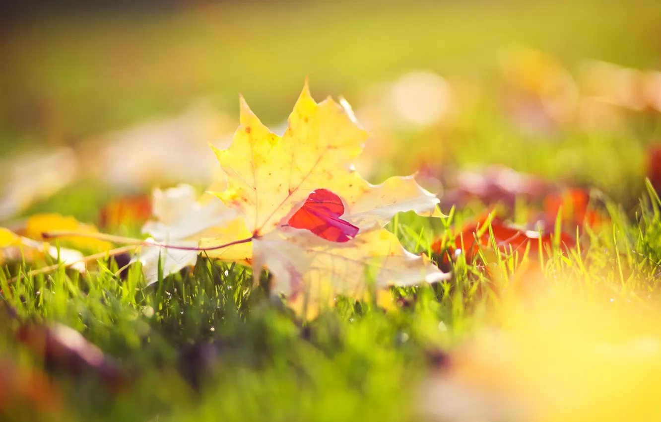 Фото обои осень, трава, макро, свет, природа, желтые, Листья, сердечко