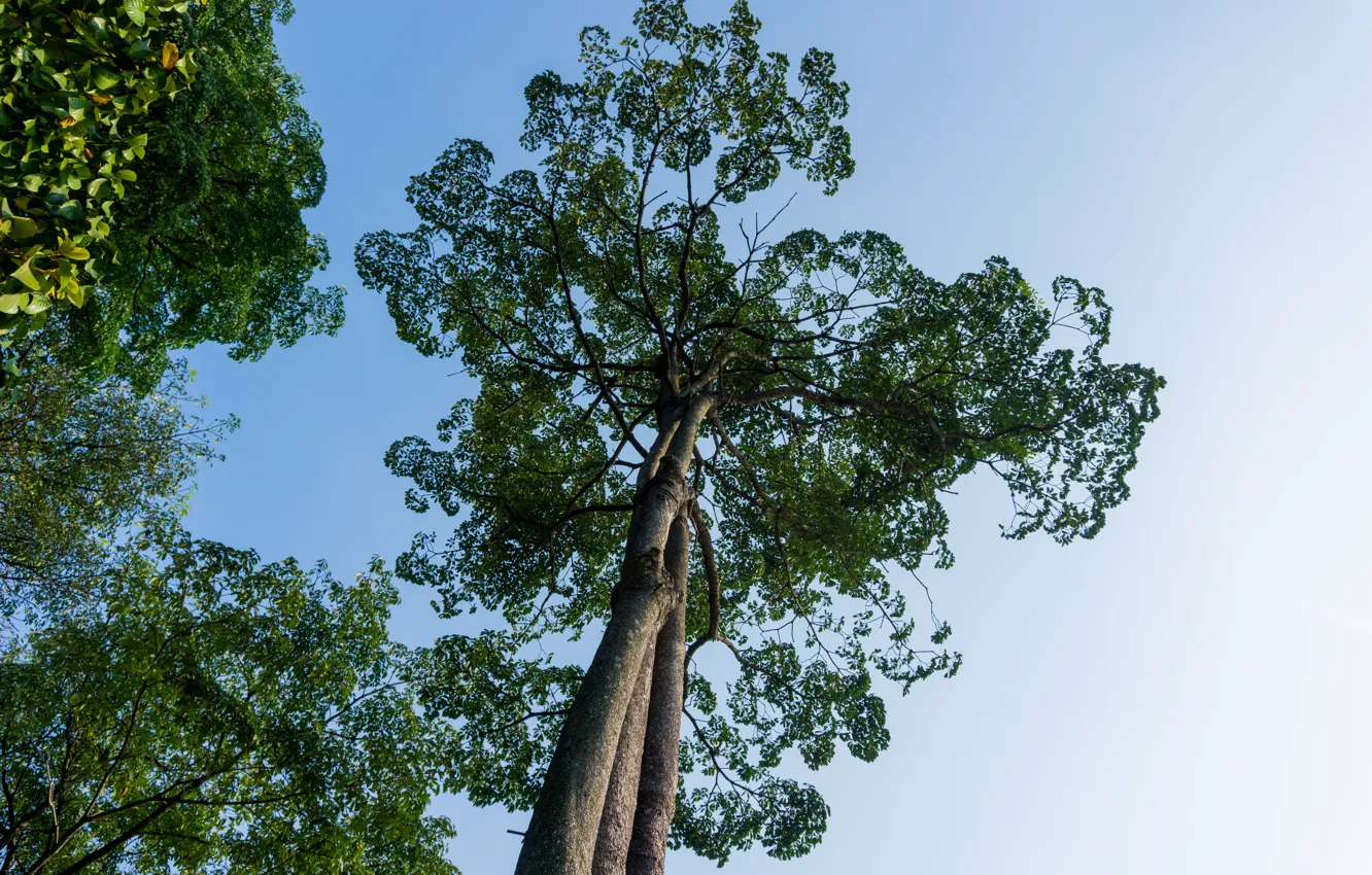 Фото обои green, sky, trees, nature, blue, leaves, tree, blue sky